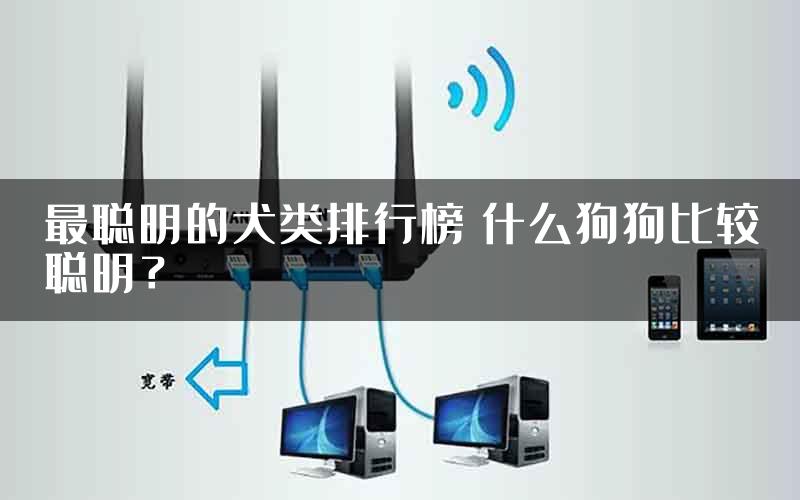 最聪明的犬类排行榜 什么狗狗比较聪明？